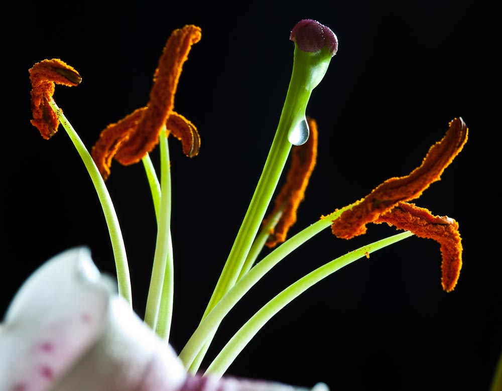 macro 01