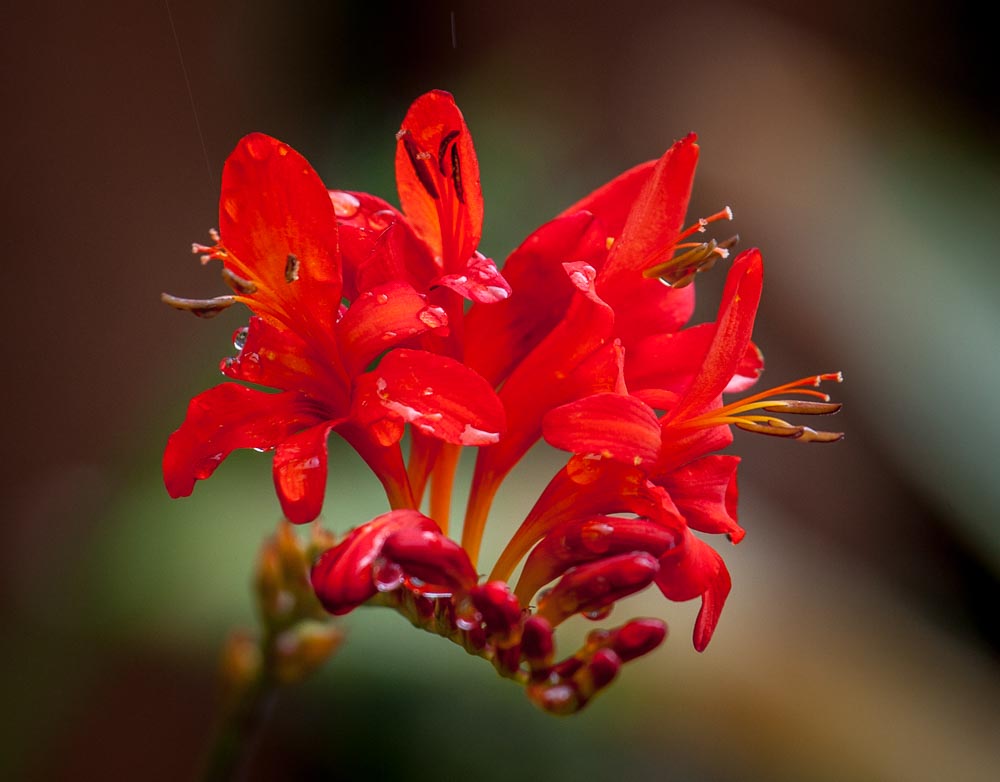 macro 02
