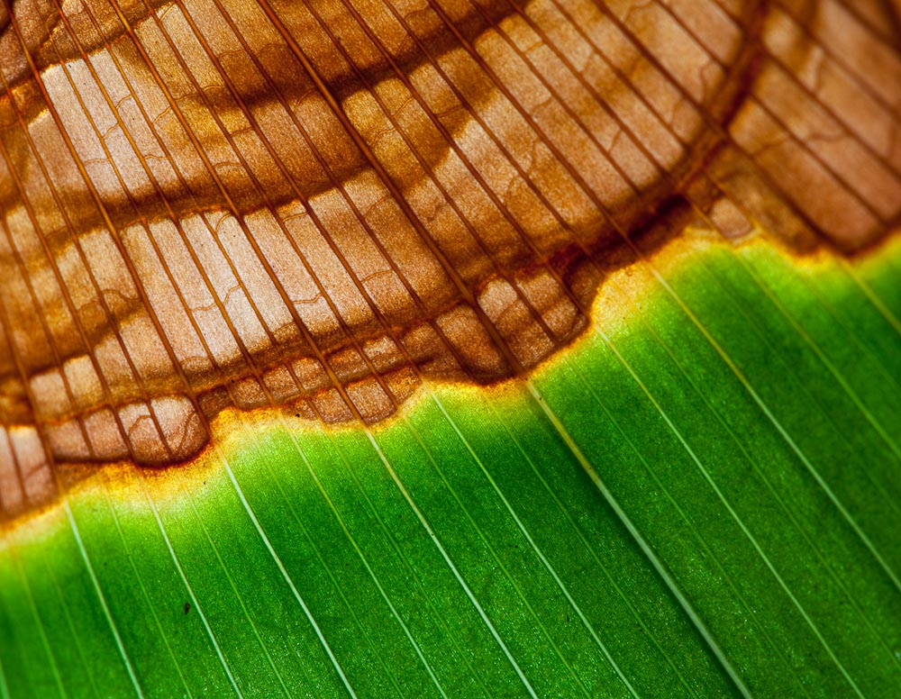macro 04