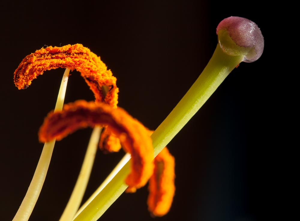 macro 07