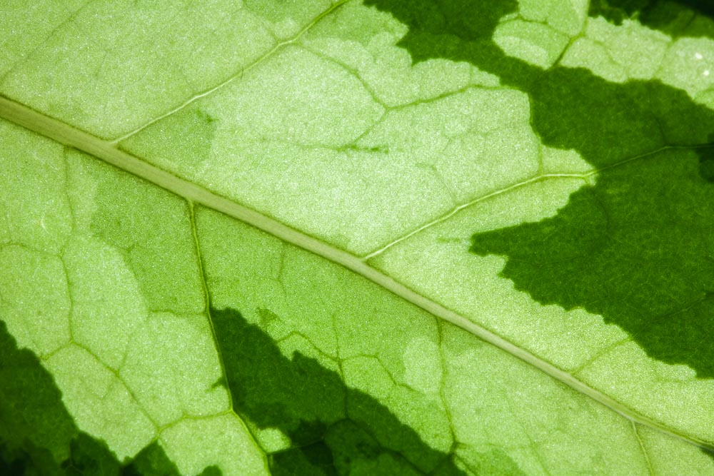 macro 09