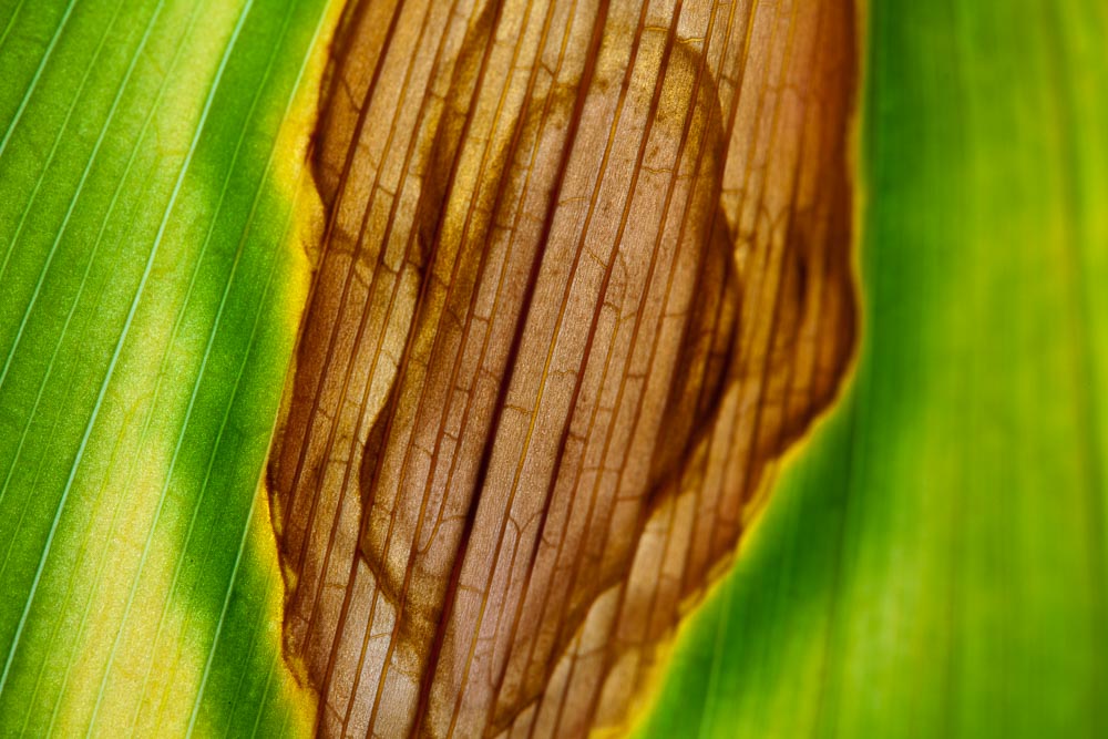 macro 10