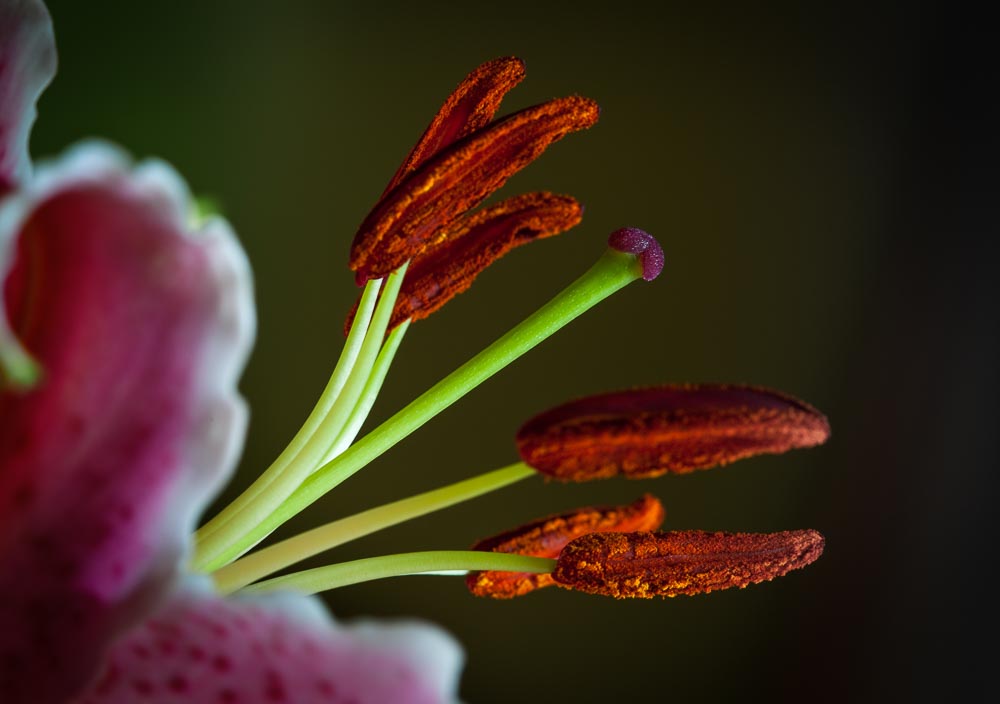 macro 11